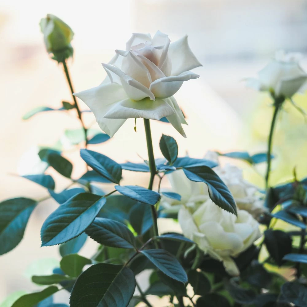 Rosier ANGGUN ® Meibokir 4 Rosier ANGGUN ® Meibokir - Image 2