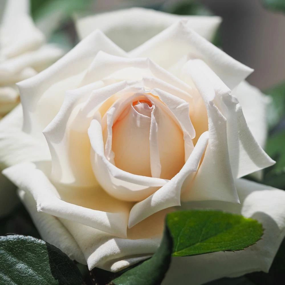 Rosier ANGGUN ® Meibokir 3 Rosier ANGGUN ® Meibokir