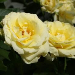 Rosier RUSTICA ® III Meilaocil -Garden Supplies Sales Shop 1639 3911 meilaocil rustica r iii ao av23 6 t1000