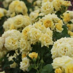 Rosier RUSTICA ® III Meilaocil -Garden Supplies Sales Shop 1639 3911 rustica iii meilaocil 5 t1000