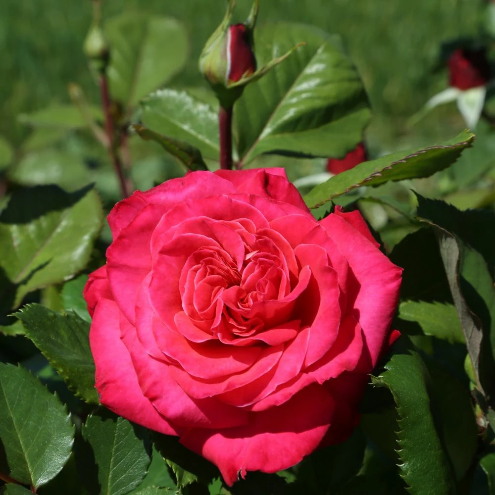 Rosier Grimpant CHERRY EXPLOSION ® Baisikomik 3 Rosier Grimpant CHERRY EXPLOSION ® Baisikomik