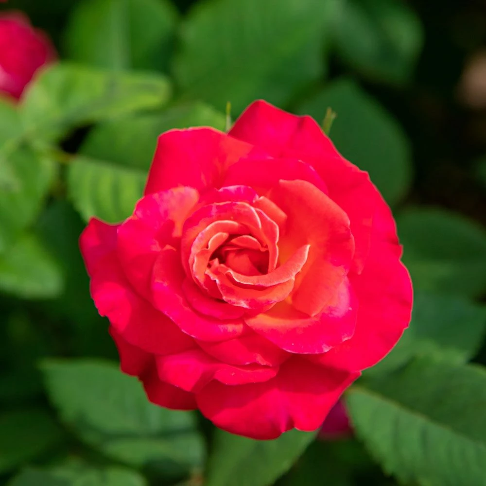 Rosier Grimpant CHERRY EXPLOSION ® Baisikomik 4 Rosier Grimpant CHERRY EXPLOSION ® Baisikomik - Image 2