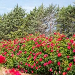 Rosier Grimpant CHERRY EXPLOSION ® Baisikomik 7 Rosier Grimpant CHERRY EXPLOSION ® Baisikomik -Garden Supplies Sales Shop 1642 3913 baisikomik cherry explosion 5 t1000 1