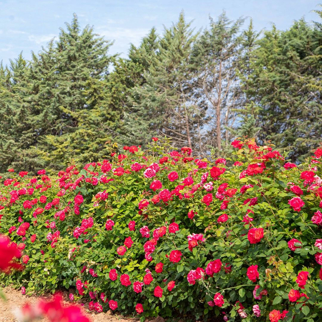 Rosier Grimpant CHERRY EXPLOSION ® Baisikomik 5 Rosier Grimpant CHERRY EXPLOSION ® Baisikomik - Image 3