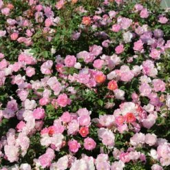 Rosier Pink CHANTILLY ® Meilevire -Garden Supplies Sales Shop 1647 3914 pink chantilly meilevire 2 t1000
