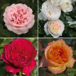 Collection Rosiers GRANDS PARFUMS ROMANTICA ®