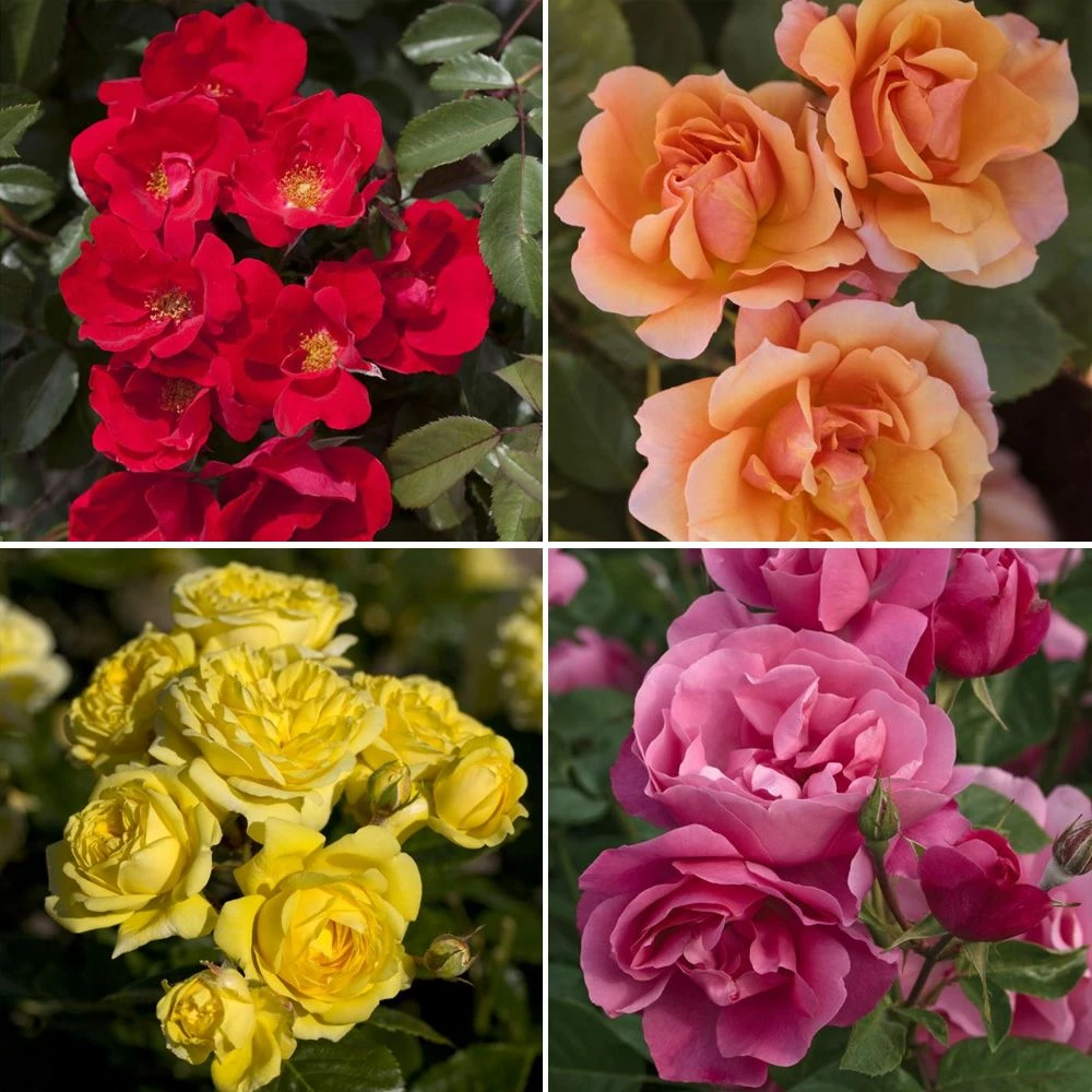 Collection Haie De Rosiers 3 Collection Haie De Rosiers