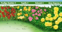 Collection Haie De Rosiers 15 Collection Haie De Rosiers -Garden Supplies Sales Shop 1907 web 3