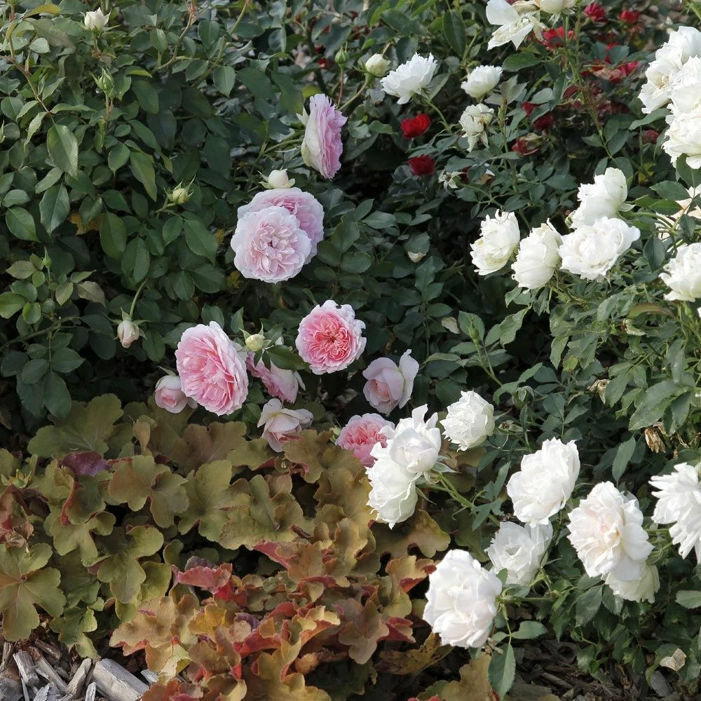 Massif Romantique 3 Massif Romantique