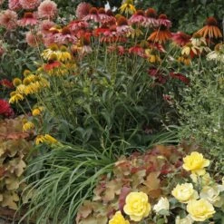 Massif Farniente D'été