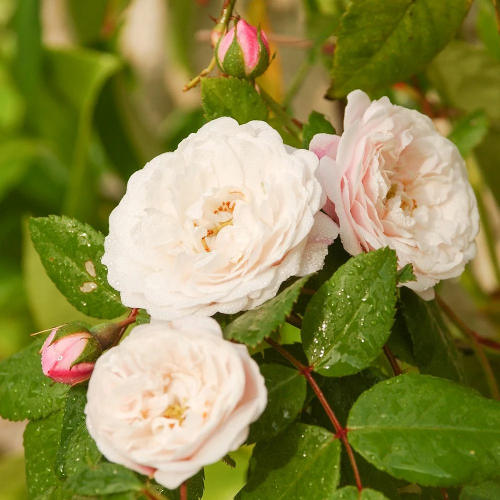 Rosier Grimpant Liane Félicité Et Perpétue 3 Rosier Grimpant Liane Félicité Et Perpétue