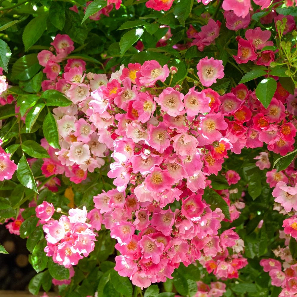 Rosier Grimpant Liane Maria Lisa 4 Rosier Grimpant Liane Maria Lisa - Image 2