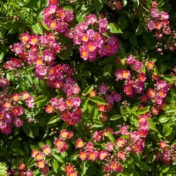 Rosier Grimpant Liane Maria Lisa