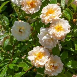 Rosier Grimpant Liane Ghislaine De Féligonde 7 Rosier Grimpant Liane Ghislaine De Féligonde -Garden Supplies Sales Shop 2014 liane ghislaine de f ligonde hv050815 1000