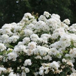 Rosier LA GRANDE MOTTE Meimeigea 8 Rosier LA GRANDE MOTTE Meimeigea -Garden Supplies Sales Shop 2276 la grande motte meimeigea 05.22 2 1000