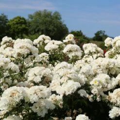 Rosier LA GRANDE MOTTE Meimeigea 9 Rosier LA GRANDE MOTTE Meimeigea -Garden Supplies Sales Shop 2276 la grande motte meimeigea 05.22 6 1000