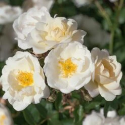 Rosier LA GRANDE MOTTE Meimeigea