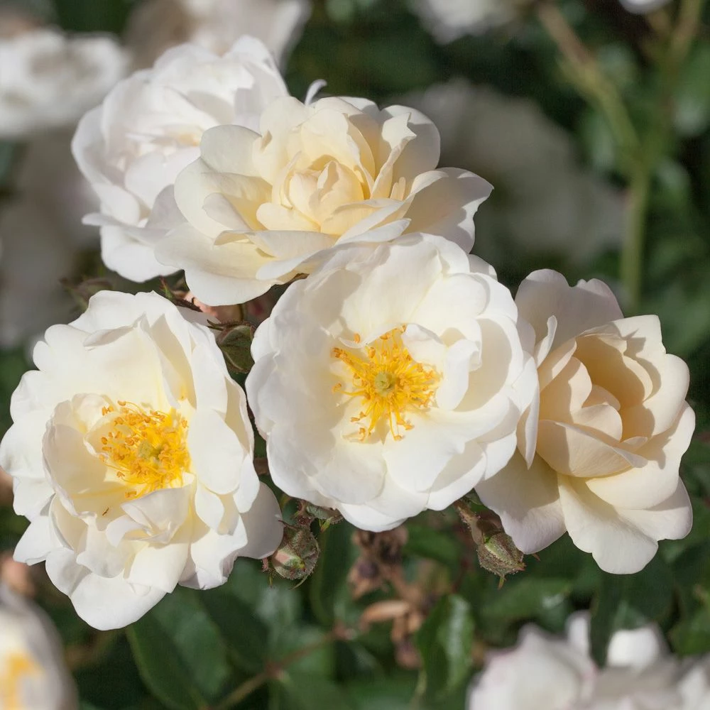 Rosier LA GRANDE MOTTE Meimeigea 3 Rosier LA GRANDE MOTTE Meimeigea