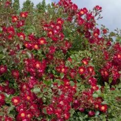 Rosier Rouge MEILLANDECOR ® Meineble 6 Rosier Rouge MEILLANDECOR ® Meineble -Garden Supplies Sales Shop 2414 rosier rouge meillandecor meineble t1000