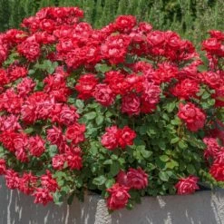 Rosier Double KNOCK OUT ® Radtko