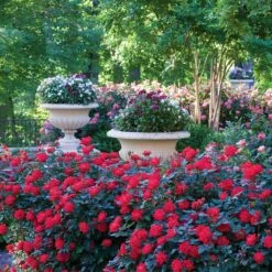 Rosier Double KNOCK OUT ® Radtko -Garden Supplies Sales Shop 2471a rosier double knock out radtko t1000