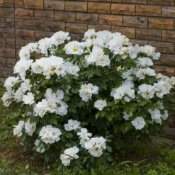 Rosier White KNOCK OUT ® Radwhite -Garden Supplies Sales Shop 2499 rosier white knock out radwhite t1000