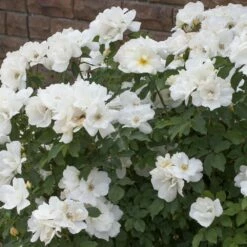 Rosier White KNOCK OUT ® Radwhite -Garden Supplies Sales Shop 2499a rosier white knock out radwhite t1000