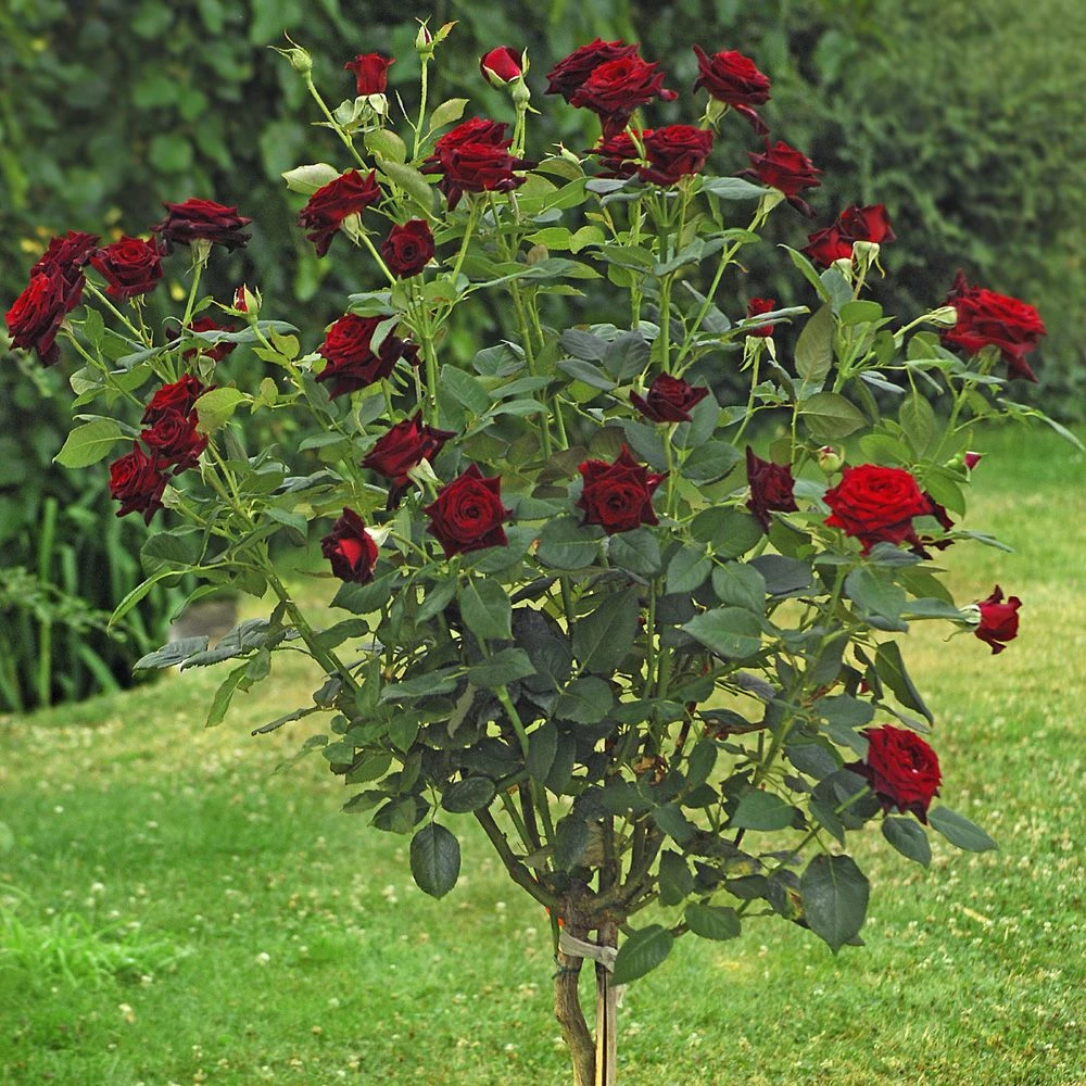 Rosier Tige Black BACCARA ® Meidebenne 3 Rosier Tige Black BACCARA ® Meidebenne