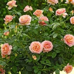 Rosier Tige ELLE ® Meibderos 8 Rosier Tige ELLE ® Meibderos -Garden Supplies Sales Shop 2723 3945a rosier tige elle meibderos mi t1000