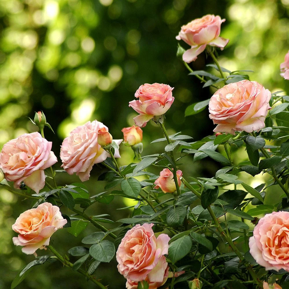 Rosier Tige ELLE ® Meibderos 4 Rosier Tige ELLE ® Meibderos - Image 2