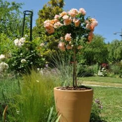 Rosier Demi-tige Semi-retombant Peach DRIFT ® Meiggili
