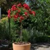Rosier Demi-tige Semi-retombant Red DRIFT ® Meigalpio