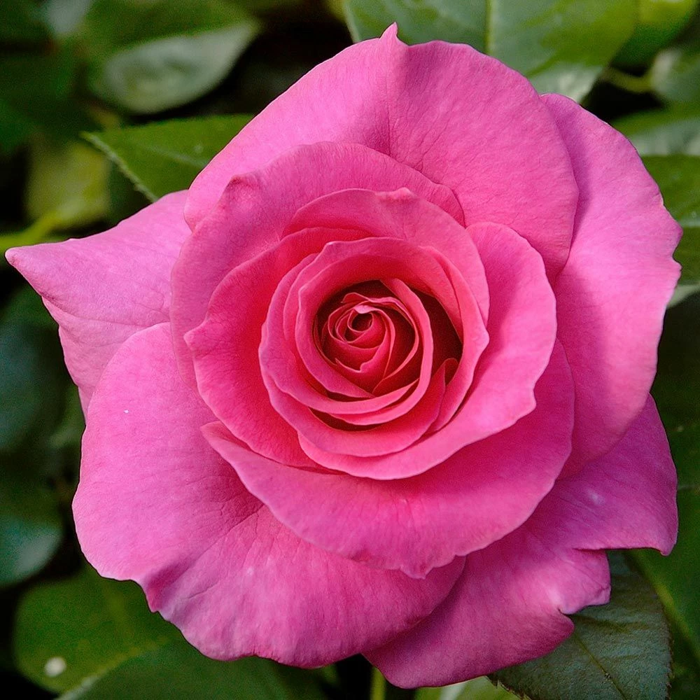 Rosier Demi-tige MANOU MEILLAND ® Meitulimon 4 Rosier Demi-tige MANOU MEILLAND ® Meitulimon - Image 2