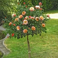 Rosier Demi-tige MARIE CURIE ® Meilomit