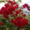 Rosier Pleureur Scarlet MEILLANDECOR ® Meikrotal 1 Rosier Pleureur Scarlet MEILLANDECOR ® Meikrotal -Garden Supplies Sales Shop 2803 3904 rosier pleureur scarlet meillandecor meikrotal t1000