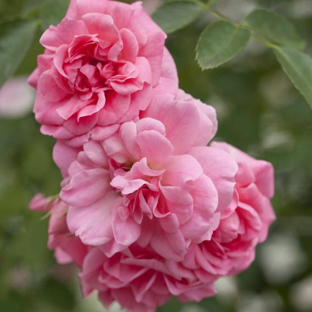 Rosier Pleureur SCHUSS ® Meiliaxi 4 Rosier Pleureur SCHUSS ® Meiliaxi - Image 2