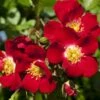 Rosier Rouge MEILLANDECOR ® Meineble -Garden Supplies Sales Shop 2822 3905a rosier pleureur rouge meillandecor meineble t1000