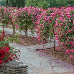 Rosier Pleureur Magic MEILLANDECOR ® Meibonrib -Garden Supplies Sales Shop 2837 3902a rosier pleureur magic meillandecor meibonrib hd mi t1000