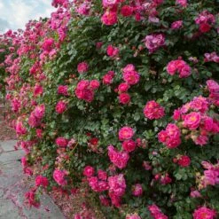 Rosier Pleureur Magic MEILLANDECOR ® Meibonrib -Garden Supplies Sales Shop 2837 3902c rosier pleureur magic meillandecor meibonrib hd mi t1000