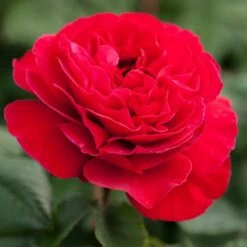 Rosier JEAN-PIERRE PERNAUT ® Meikeneza