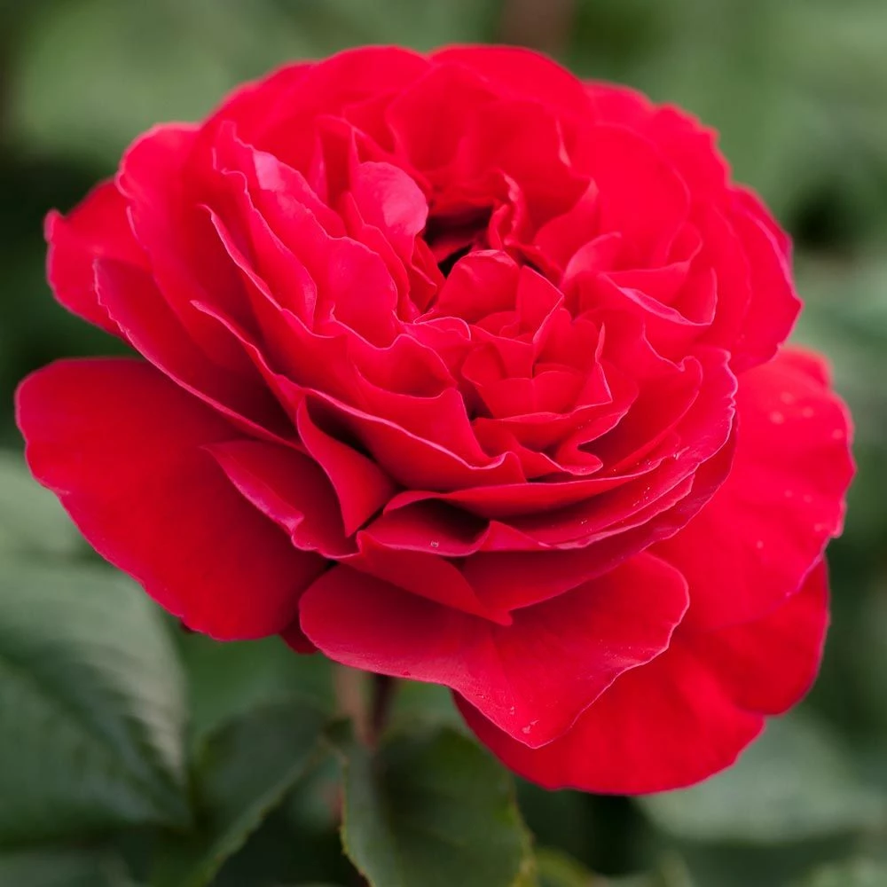 Rosier JEAN-PIERRE PERNAUT ® Meikeneza 3 Rosier JEAN-PIERRE PERNAUT ® Meikeneza