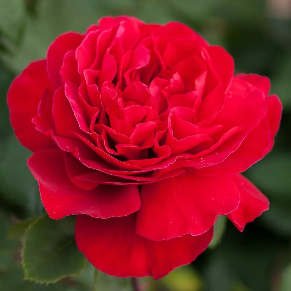 Rosier JEAN-PIERRE PERNAUT ® Meikeneza 4 Rosier JEAN-PIERRE PERNAUT ® Meikeneza - Image 2