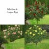 Collection 3 Rosiers Tiges à Grandes Fleurs 1 Collection 3 Rosiers Tiges à Grandes Fleurs -Garden Supplies Sales Shop 2925 collection 3 rosiers tiges grandes fleurs