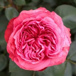 Rosier AUDREY FLEUROT ® Meicatess 10 Rosier AUDREY FLEUROT ® Meicatess -Garden Supplies Sales Shop 3028 audrey fleurot meicatess mi 2021 04 1000