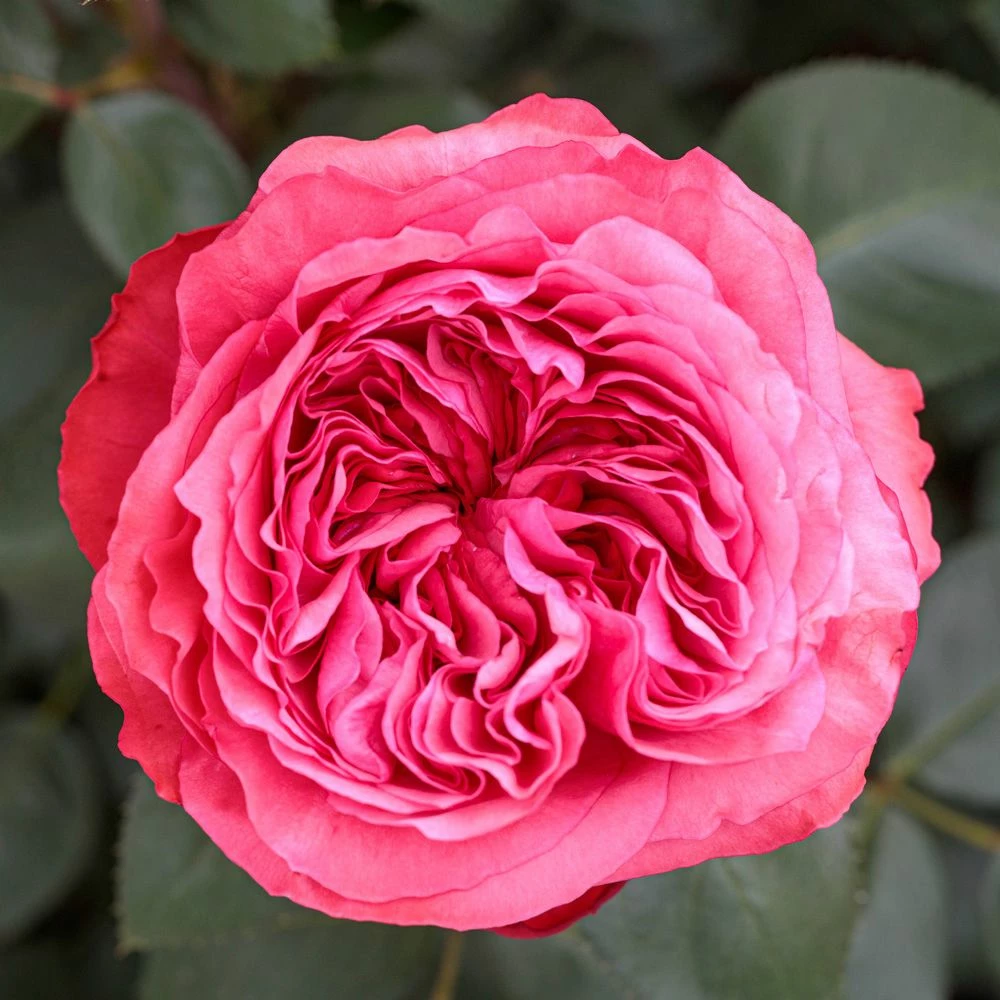 Rosier AUDREY FLEUROT ® Meicatess 6 Rosier AUDREY FLEUROT ® Meicatess - Image 4