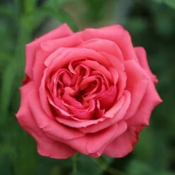 Rosier AUDREY FLEUROT ® Meicatess 9 Rosier AUDREY FLEUROT ® Meicatess -Garden Supplies Sales Shop 3028audrey fleurot meicatessmi 1 1000