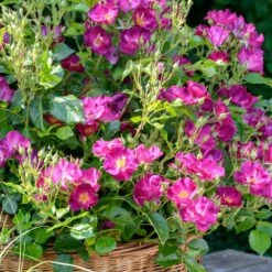 Rosier PRETTY ® Princess Meimauleva -Garden Supplies Sales Shop 3083 1988 rosier pretty princess meimauleva t100