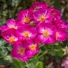 Rosier PRETTY ® Princess Meimauleva -Garden Supplies Sales Shop 3083 1988b rosier pretty princess meimauleva t100