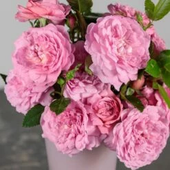 Rosier Baie Des Anges ROMANTICA ® Radprov -Garden Supplies Sales Shop 3084 1954b rosier baie des anges romantica radprov mm t1000