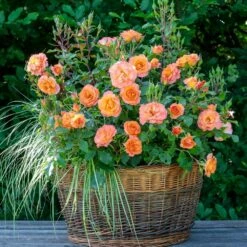 Rosier MESSAGE ® D’Espoir Meishamalo -Garden Supplies Sales Shop 3085c rosier message d espoir meishamalo mi t1000